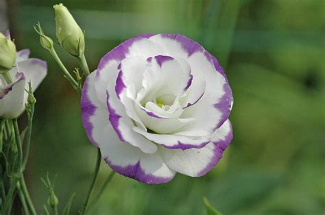 white flower with purple edges.